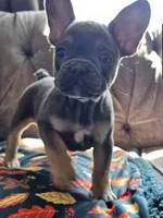 Marina, a female French Bulldog for sale in Jamesport, MO – 4 of 8