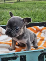 Marina, a female French Bulldog for sale in Jamesport, MO – 2 of 5