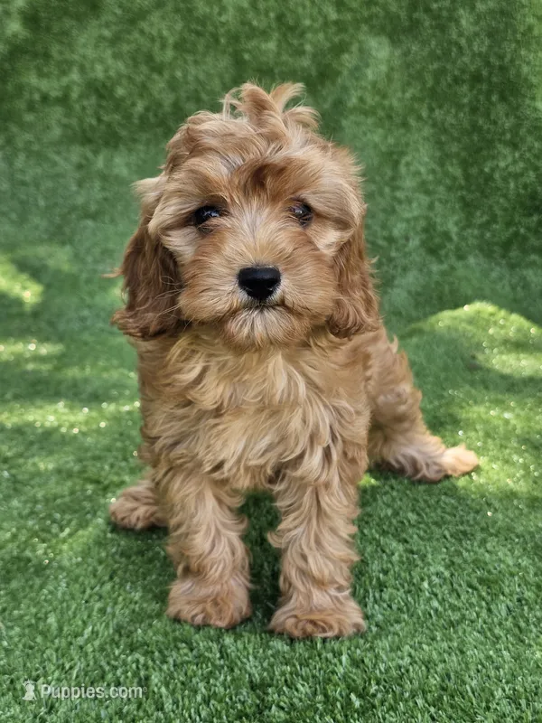 Koko  – Cavapoo puppy for sale in Jamesport, MO
