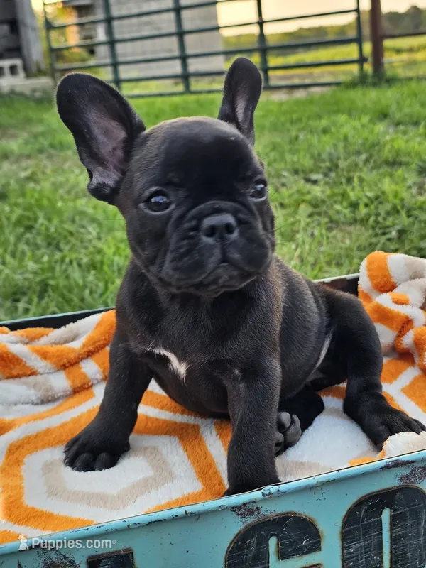 Guava – French Bulldog puppy for sale in Jamesport, MO