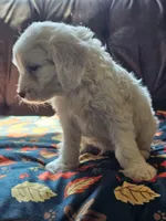 Nautical , a male Cavapoo for sale in Jamesport, MO – 4 of 6