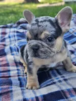 Quarter , a male French Bulldog for sale in Jamesport, MO – 4 of 5