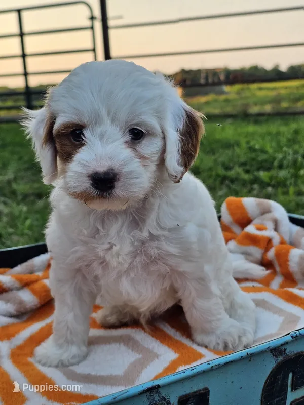 Ice – Cavapoo puppy for sale in Jamesport, MO