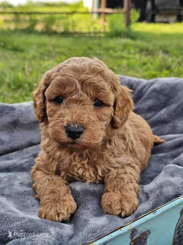 Enzo  – Cavapoo puppy for sale in Jamesport, MO