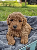Enzo , a male Cavapoo for sale in Jamesport, MO – 1 of 3