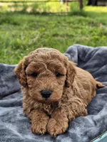 Enzo , a male Cavapoo for sale in Jamesport, MO – 2 of 3