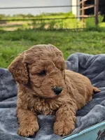 Enzo , a male Cavapoo for sale in Jamesport, MO – 3 of 3