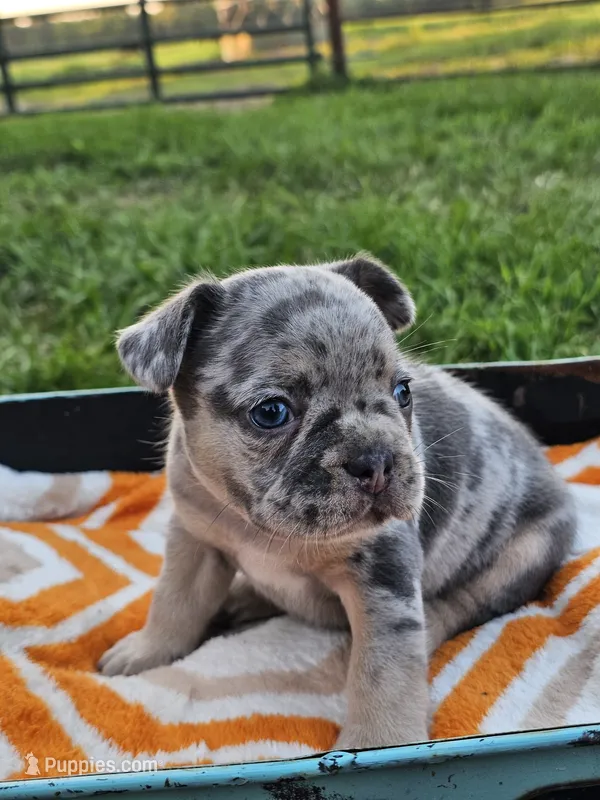 Malibu – French Bulldog puppy for sale in Jamesport, MO