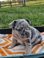 Malibu, a male French Bulldog for sale in Jamesport, MO – 1 of 5