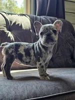 Mango, a female French Bulldog for sale in Jamesport, MO – 4 of 8