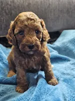 Lemon, a female Cavapoo for sale in Jamesport, MO – 2 of 5