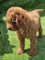 Indigo, a male Cavapoo for sale in Jamesport, MO – 4 of 5