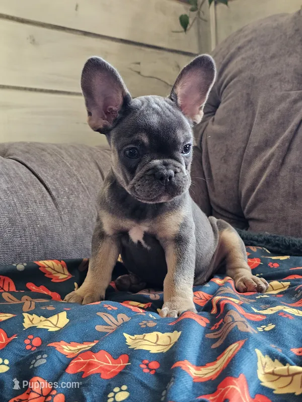 Marina – French Bulldog puppy for sale in Jamesport, MO