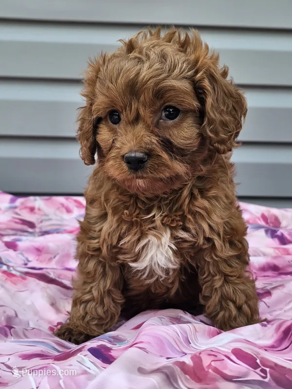 Daphne  – Cavapoo puppy for sale in Jamesport, MO