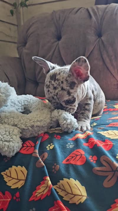 Mango, a female French Bulldog for sale in Jamesport, MO – 8 of 8