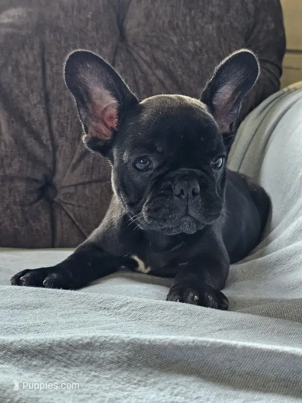 Guava – French Bulldog puppy for sale in Jamesport, MO