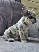 Mango, a female French Bulldog for sale in Jamesport, MO – 5 of 8