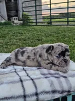 Haven, a female French Bulldog for sale in Jamesport, MO – 3 of 3