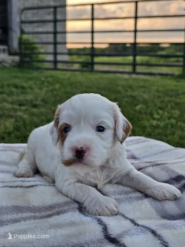 Ice – Cavapoo puppy for sale in Jamesport, MO