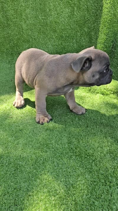 Gator, a male French Bulldog for sale in Jamesport, MO – 5 of 5