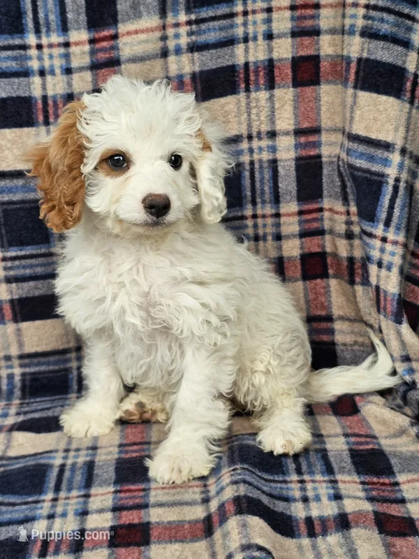 Nori – Cavapoo puppy for sale in Jamesport, MO