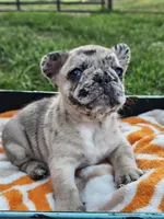 Meadow, a female French Bulldog for sale in Jamesport, MO – 3 of 4