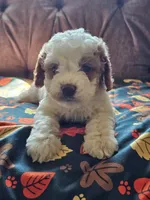 Nova, a female Cavapoo for sale in Jamesport, MO – 3 of 6