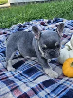 Qutie, a female French Bulldog for sale in Jamesport, MO – 3 of 5