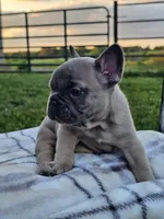 Gemma, a female French Bulldog for sale in Jamesport, MO – 2 of 4
