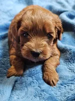 Luna, a female Cavapoo for sale in Jamesport, MO – 3 of 4