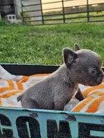 Maui , a male French Bulldog for sale in Jamesport, MO – 3 of 5