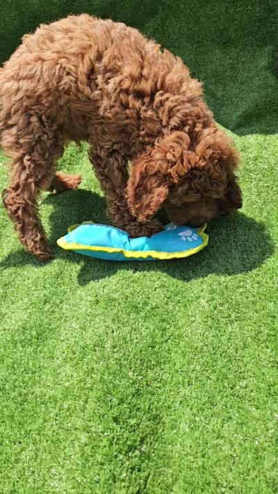 Indigo, a male Cavapoo for sale in Jamesport, MO – 5 of 5