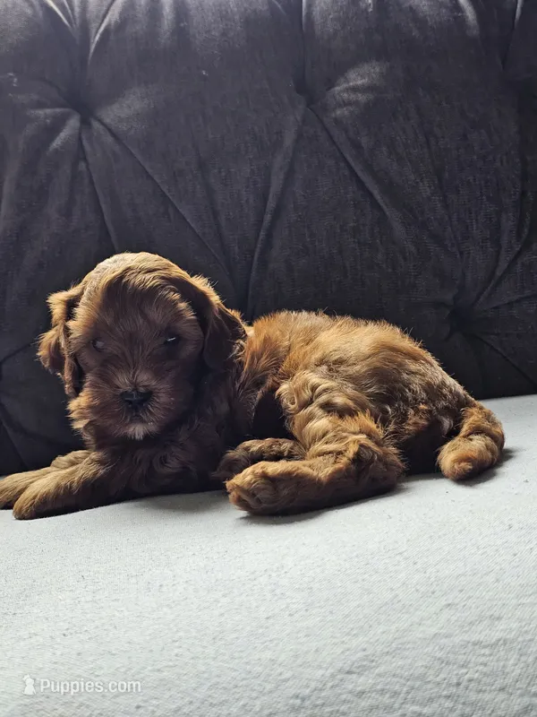 Leo – Cavapoo puppy for sale in Jamesport, MO