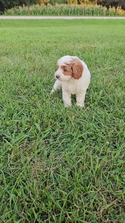 Ivory, a female Cavapoo for sale in Jamesport, MO – 5 of 5