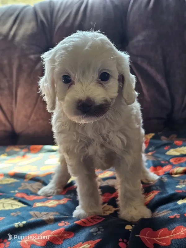 Nilla – Cavapoo puppy for sale in Jamesport, MO