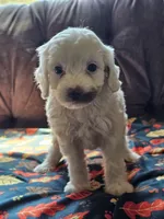 Nilla, a female Cavapoo for sale in Jamesport, MO – 1 of 5