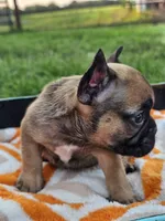 Marlin, a male French Bulldog for sale in Jamesport, MO – 2 of 4