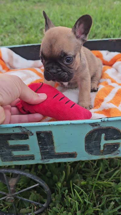 Marlin, a male French Bulldog for sale in Jamesport, MO – 4 of 4