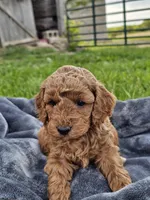 Edison, a male Cavapoo for sale in Jamesport, MO – 2 of 3