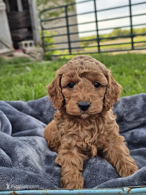 Edison – Cavapoo puppy for sale in Jamesport, MO