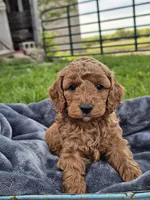 Edison, a male Cavapoo for sale in Jamesport, MO – 1 of 3