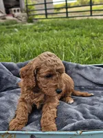 Edison, a male Cavapoo for sale in Jamesport, MO – 3 of 3