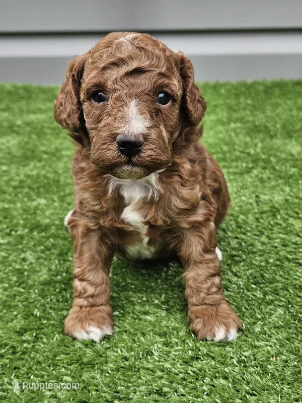 Lake – Cavapoo puppy for sale in Jamesport, MO