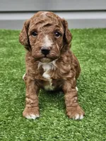 Lake, a male Cavapoo for sale in Jamesport, MO – 1 of 4