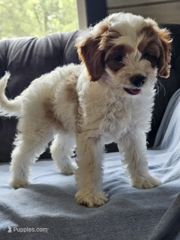 Ivory – Cavapoo puppy for sale in Jamesport, MO