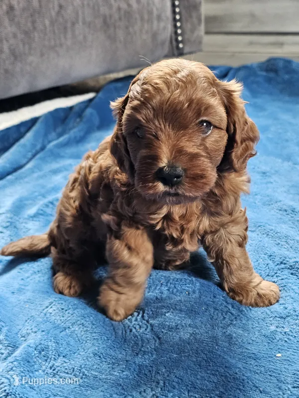June – Cavapoo puppy for sale in Jamesport, MO
