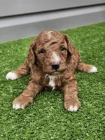 Lake, a male Cavapoo for sale in Jamesport, MO – 3 of 4
