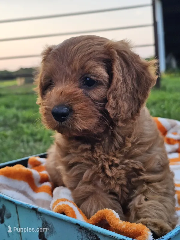 Iris – Cavapoo puppy for sale in Jamesport, MO