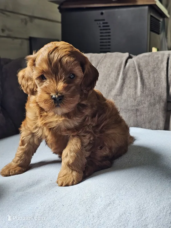 Leo – Cavapoo puppy for sale in Jamesport, MO