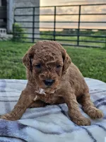 Indigo, a male Cavapoo for sale in Jamesport, MO – 2 of 3